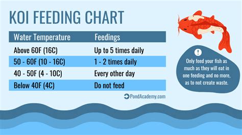Koi Fish Feeding Guide: What To Feed Your Koi, How Often .